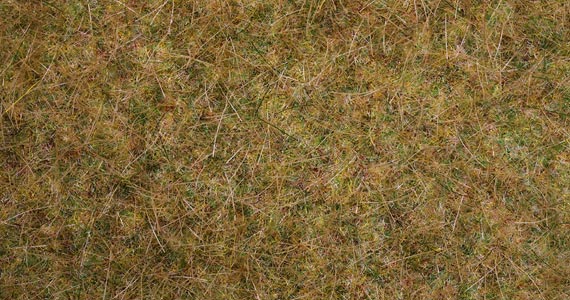 Tappeto erba autunno